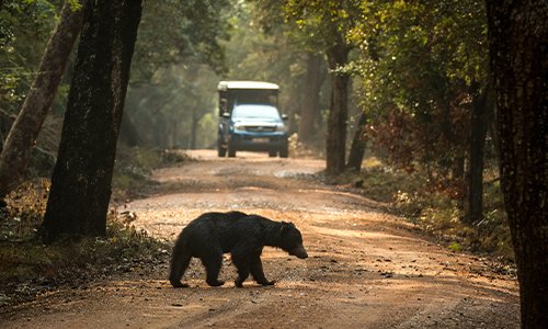 Ridiyagama’s Untouched Wilderness